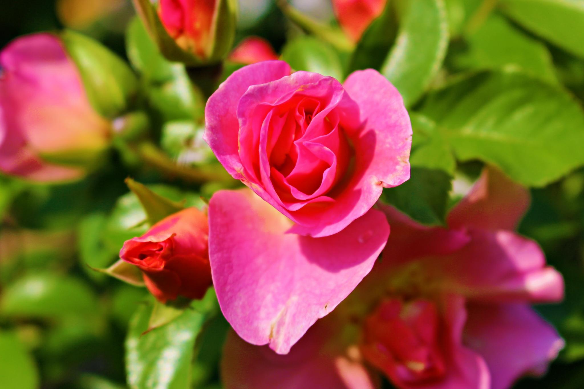 rosa-rote Rosen (c) k-h. rosa-rote Rosen