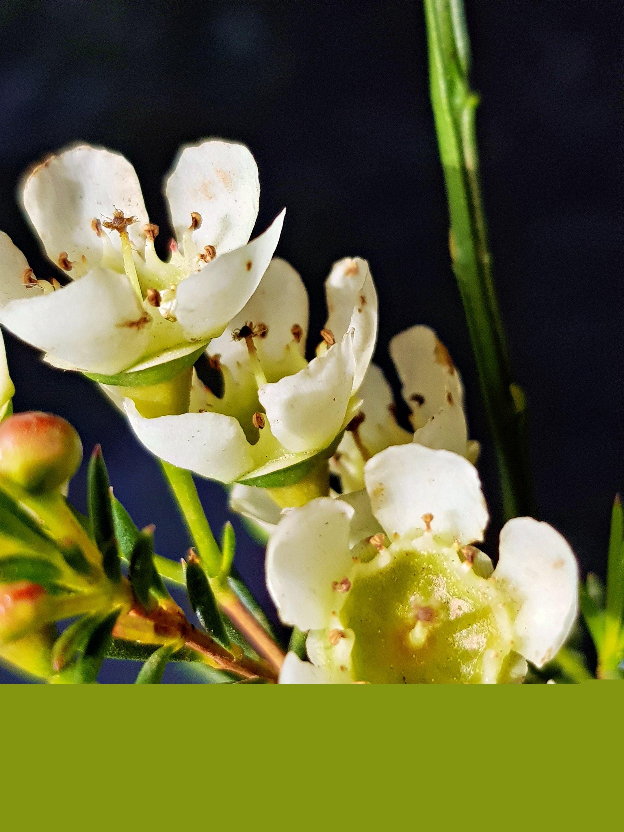 Stil mit weißen Blüten (c) k-h. Stil mit weißen Blüten
