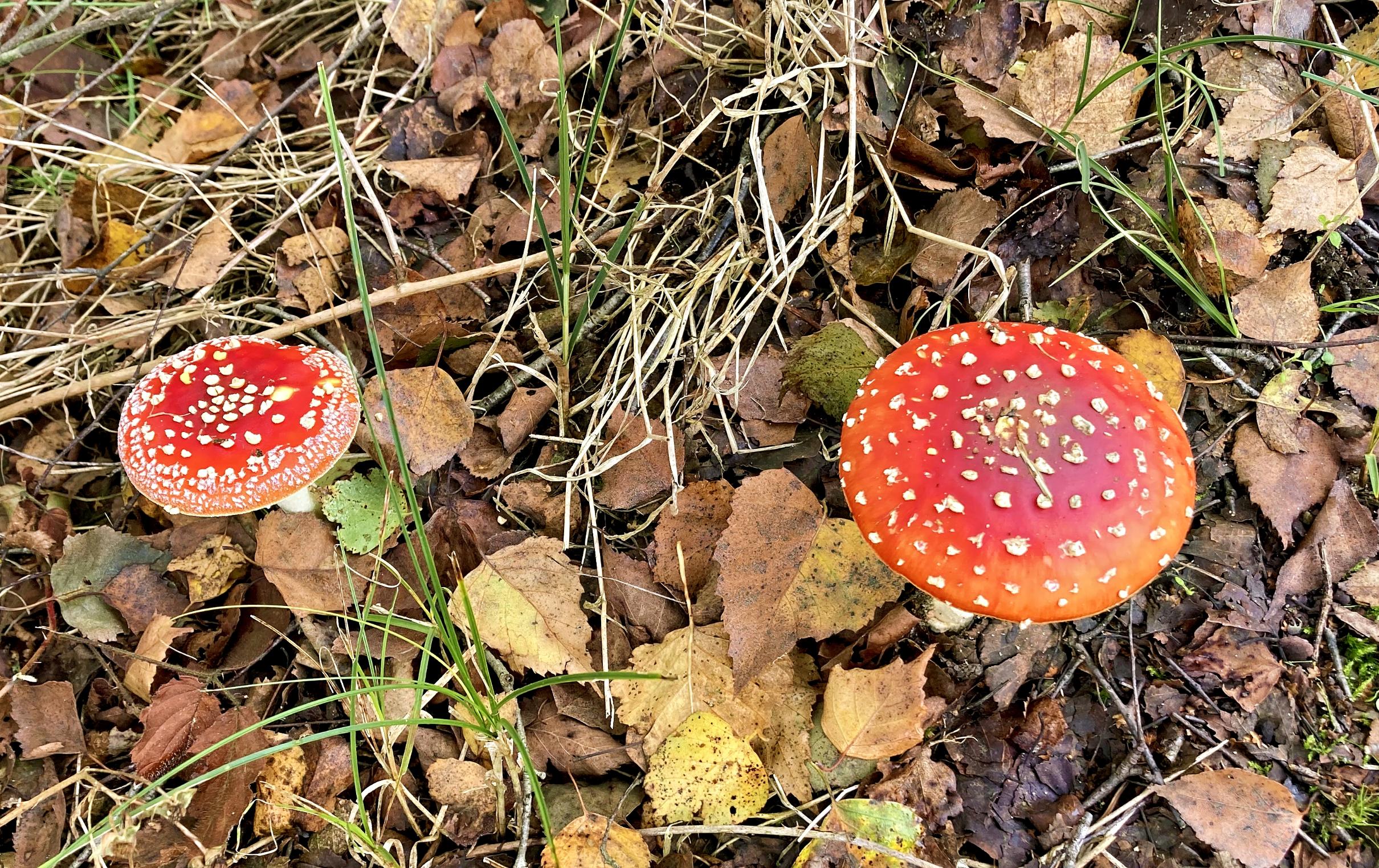 zwei Fliegenpilze auf dem Waldboden, roter Hut mit Punkten (c) k-h. zwei Fliegenpilze auf dem Waldboden, roter Hut mit Punkten