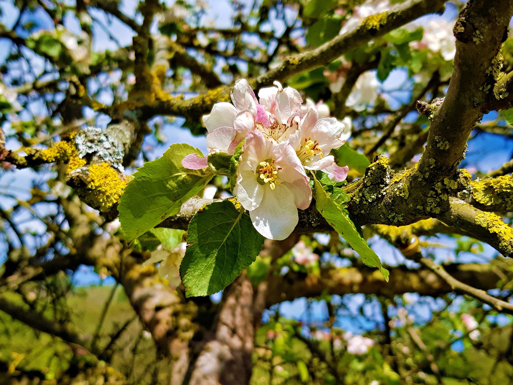 Blüte in einem alten knorrigen Baum (c) k-h. Blüte in einem alten knorrigen Baum