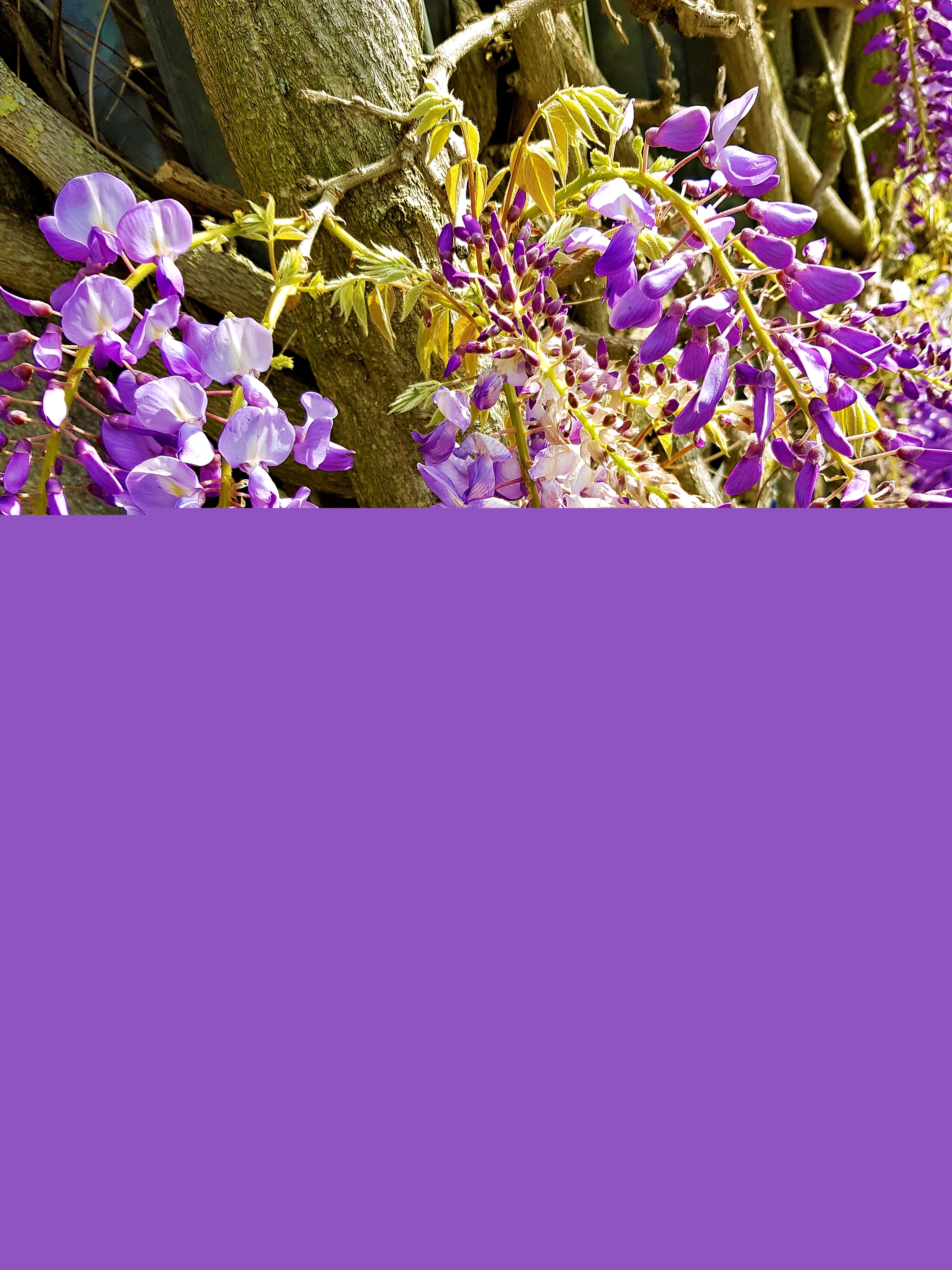 blaue Blüten hängen wie Trauben am Stock (c) k-h. blaue Blüten hängen wie Trauben am Stock