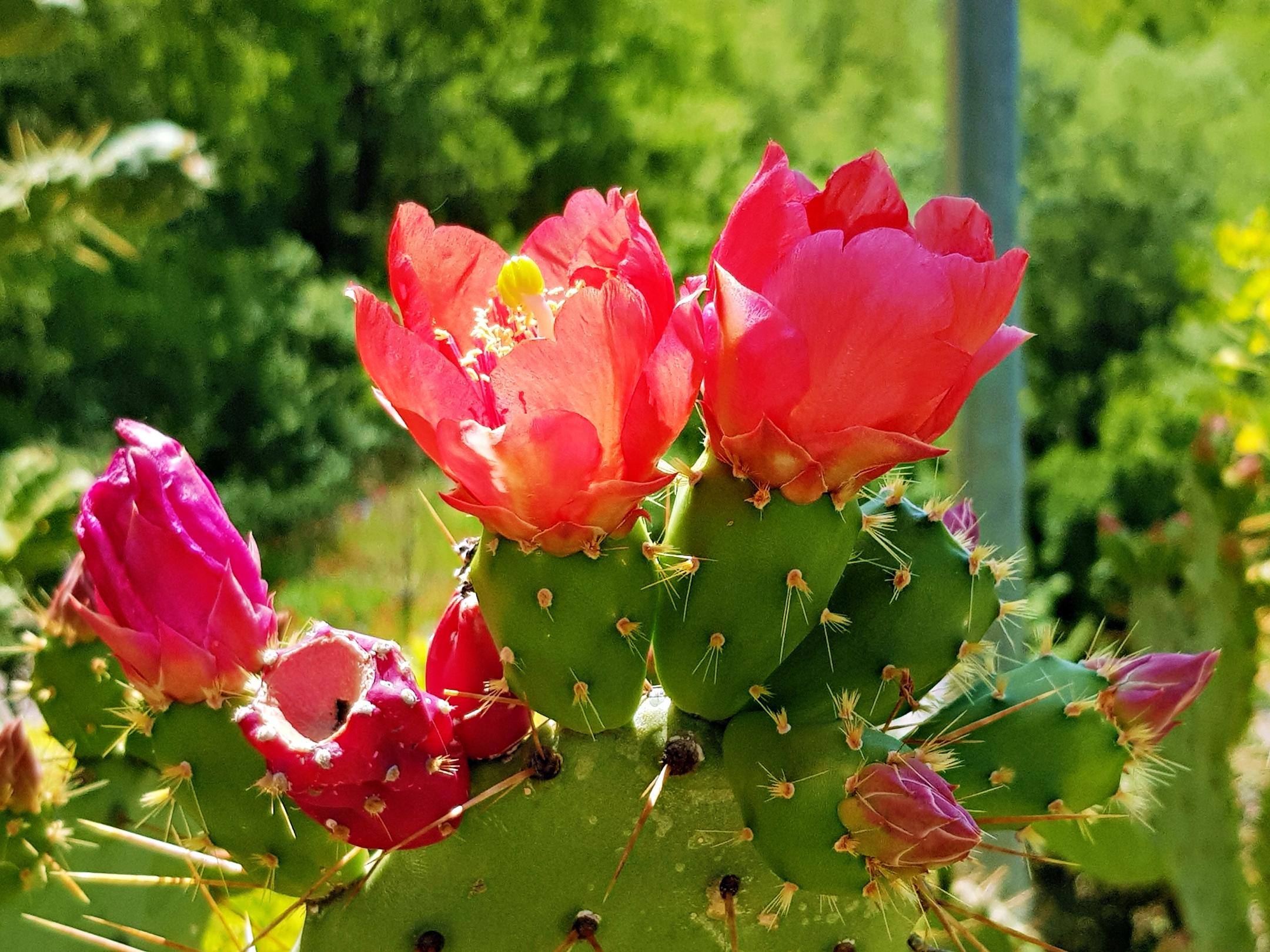 Kaktus mit roter Blüte (c) k-h. Kaktus mit roter Blüte