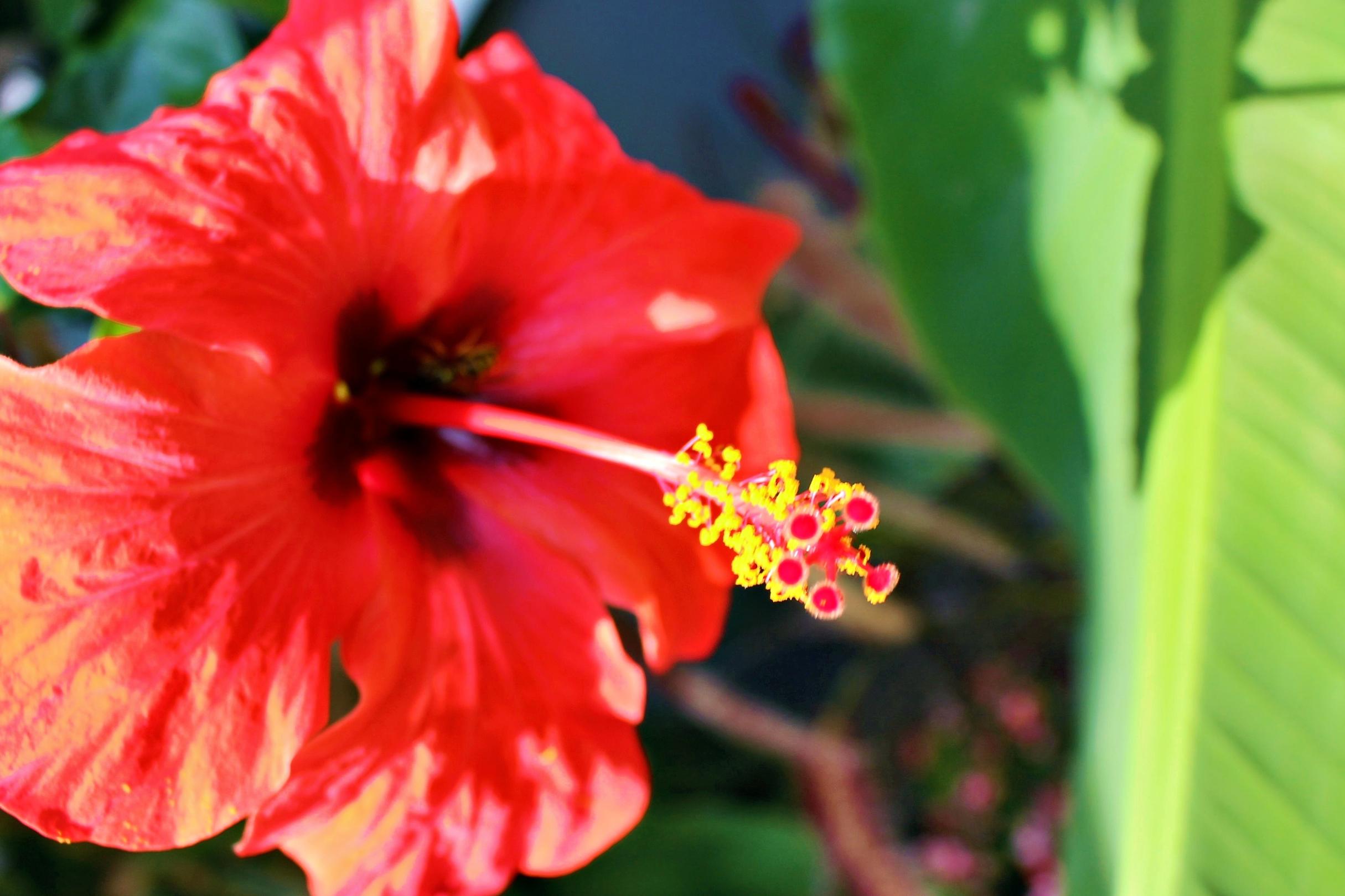 rote Blüte, Blütenstengel nach rechts herausragend (c) k-h. rote Blüte, Blütenstengel nach rechts herausragend
