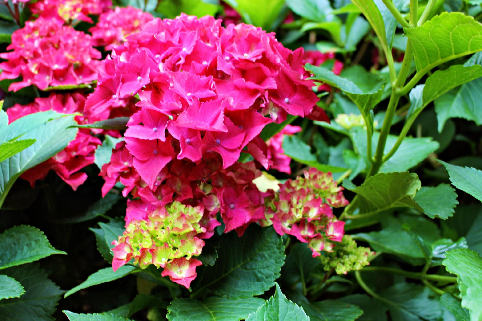 Hortensie-rot (c) k-h. rote Hortensienblüten