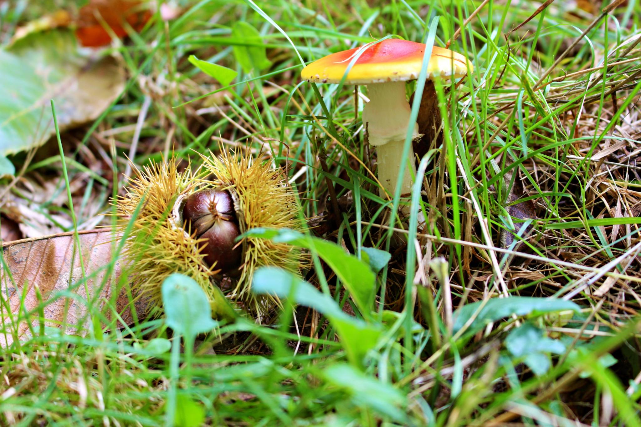 Kaiserling und Kastanie (c) k-h. ein Pilz mit rot-gelbem Hut und eine Kastanie in der Schale auf einer Wiese