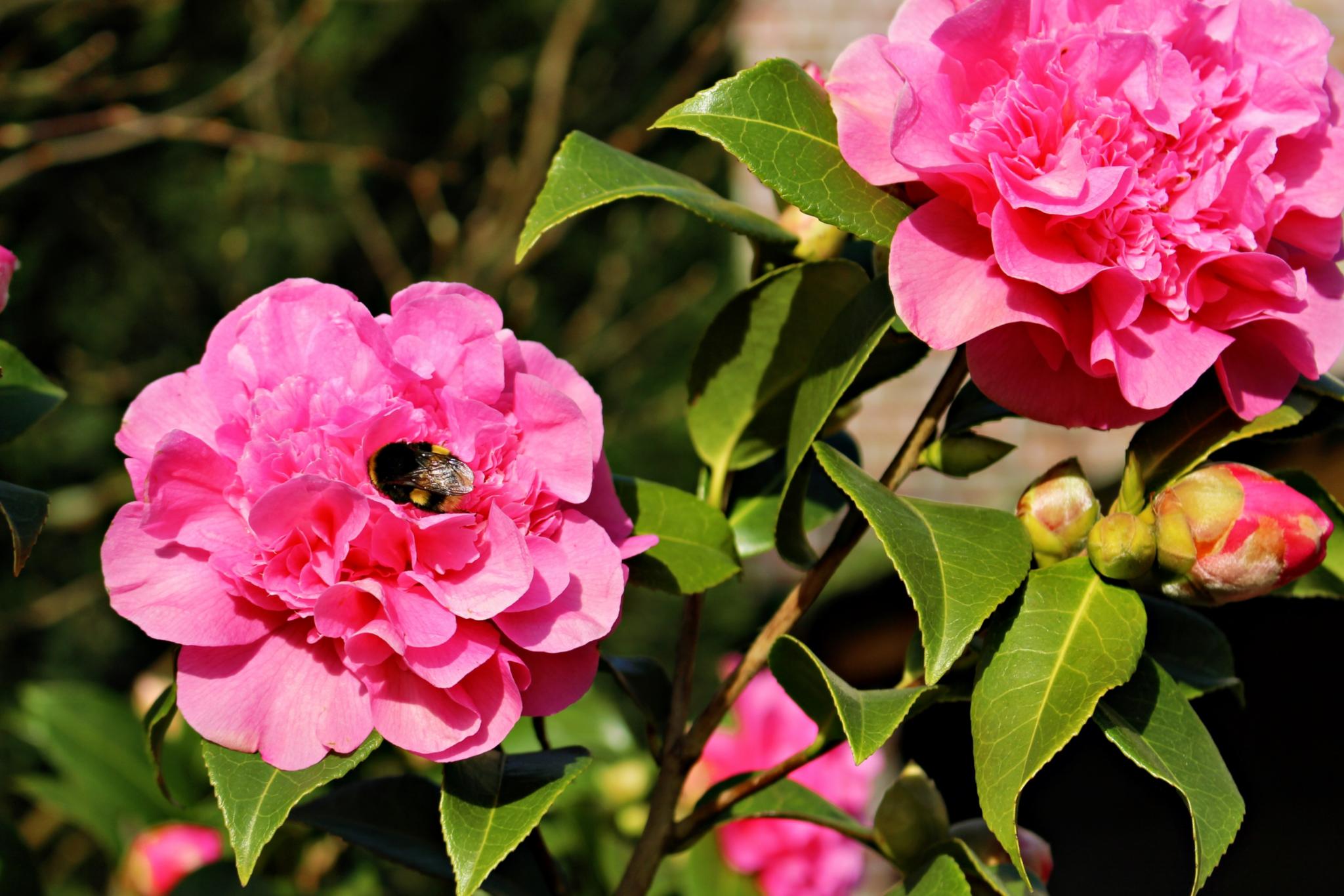 rosa Blüten, eine mit einer Hummel (c) k-h. rosa Blüten, eine mit einer Hummel