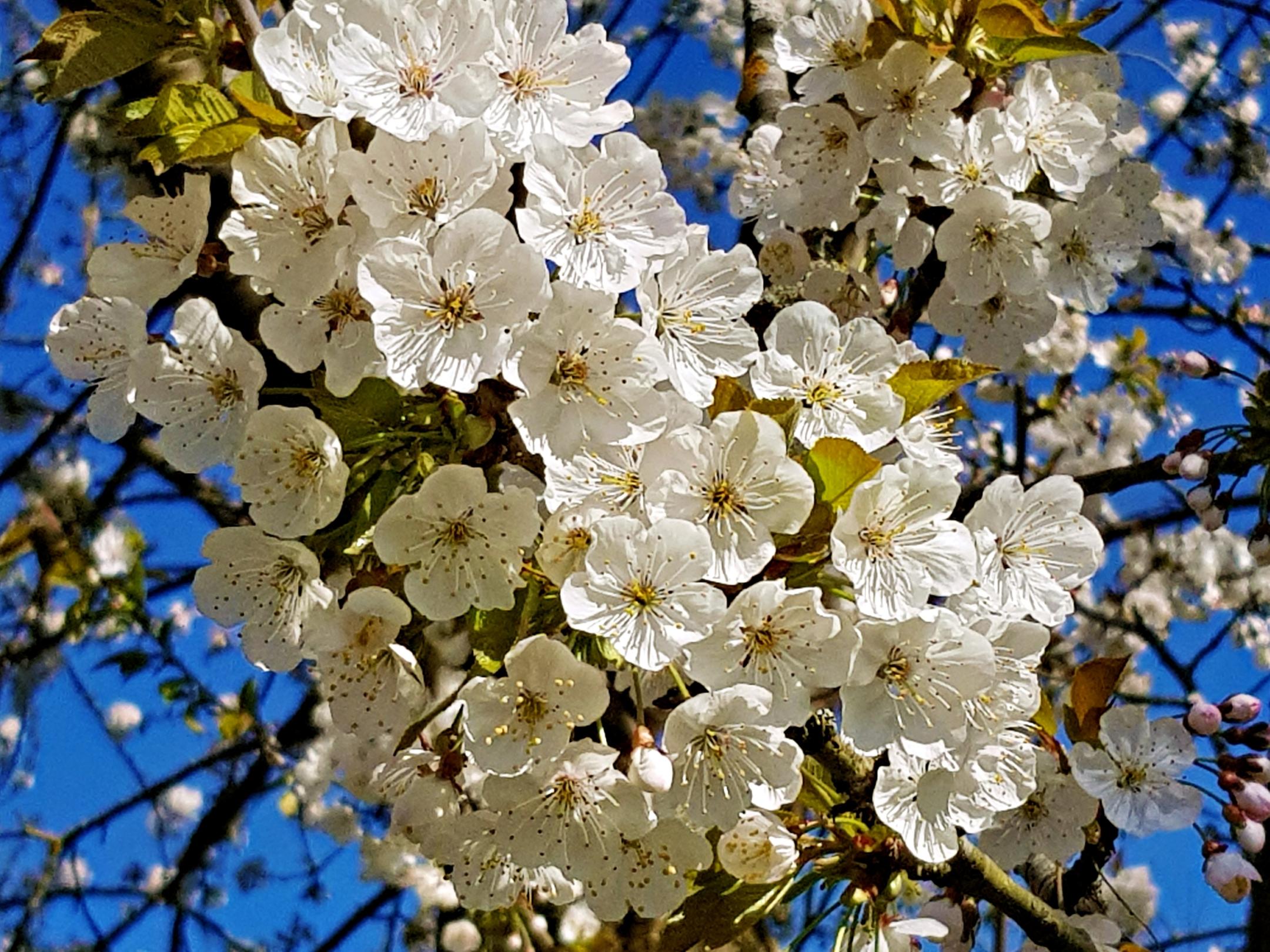 weiße Kirschblüten in einem Baum vor blauem Himmel (c) k-h. weiße Kirschblüten in einem Baum vor blauem Himmel