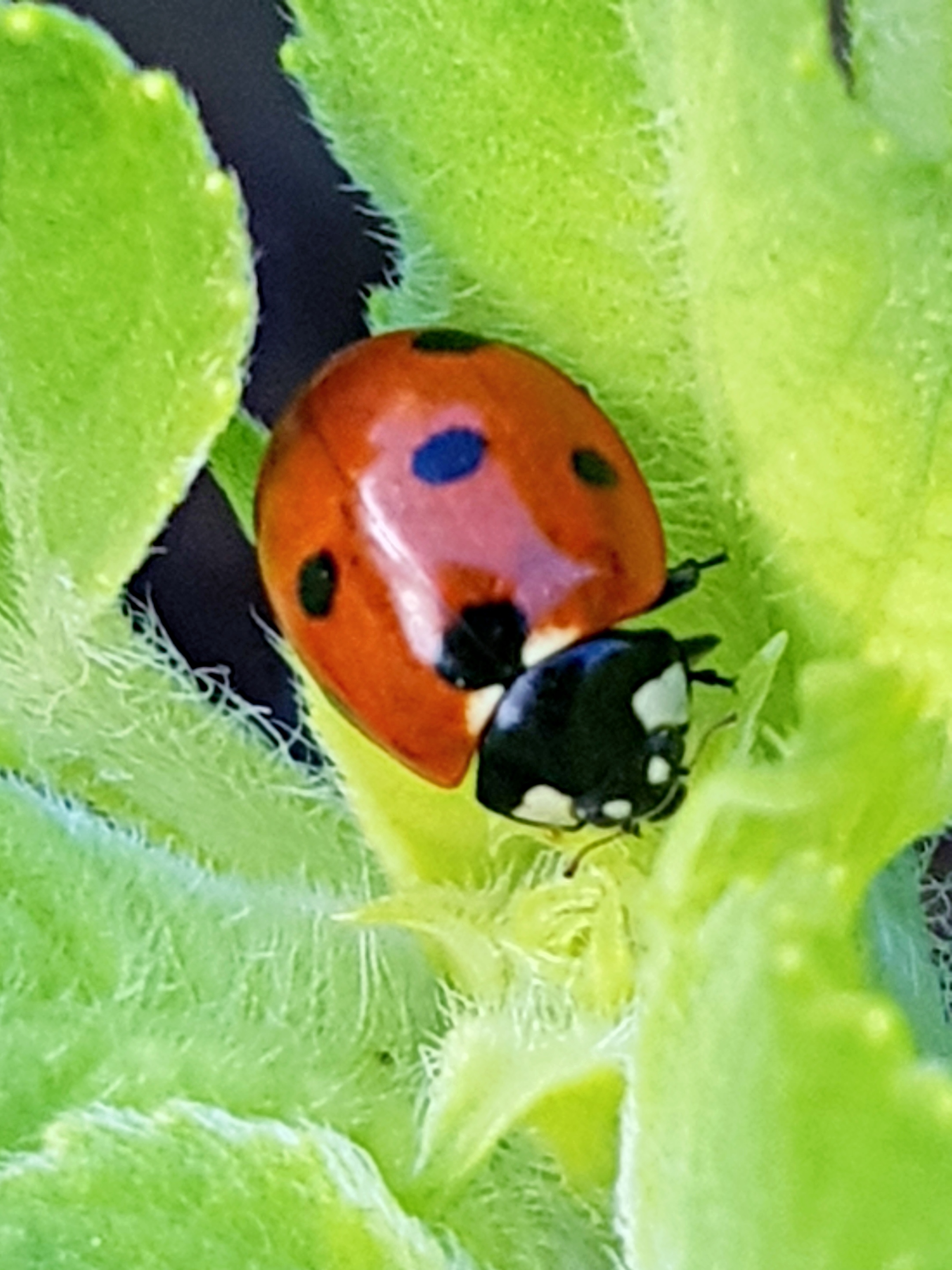 Marienkäfer auf einem grünen Blatt (c) k-h. Marienkäfer auf einem grünen Blatt