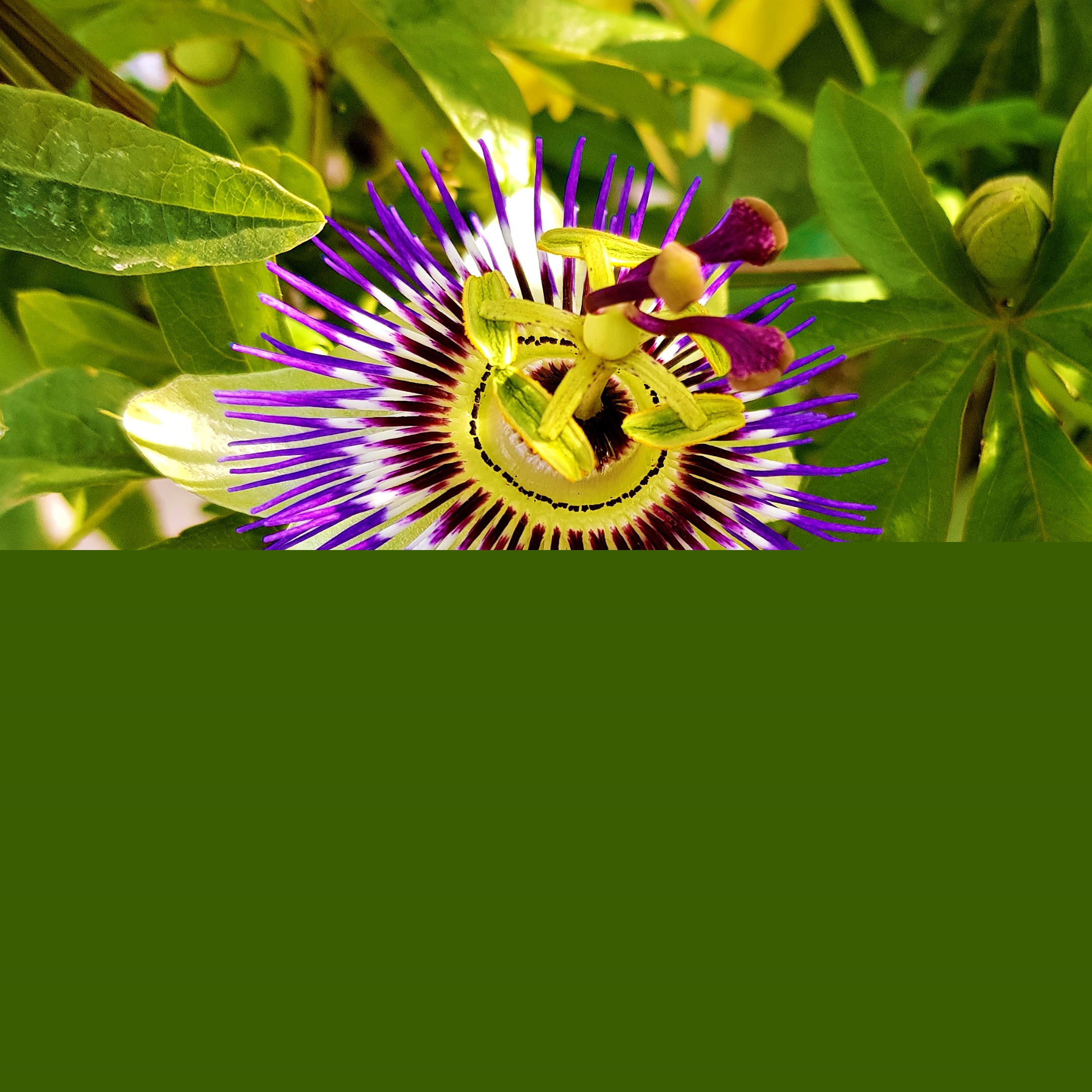 Die Stempel sehen aus wie die Nägel Jesu, daher der Name Passionsblume (c) k-h. Die Stempel sehen aus wie die Nägel Jesu, daher der Name Passionsblume