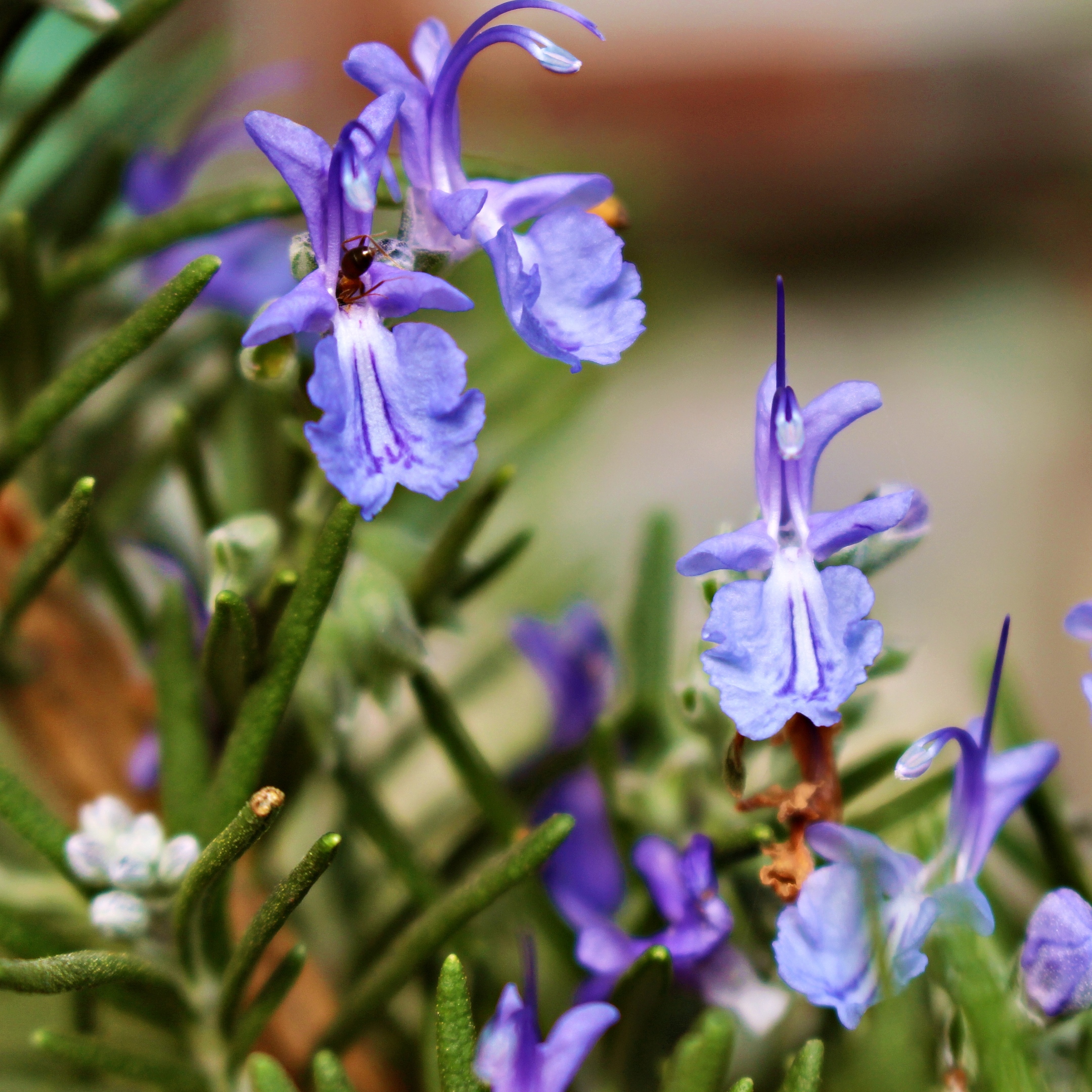 grüne Rosmarinzweige und blaue Blüten (c) k-h. grüne Rosmarinzweige und blaue Blüten