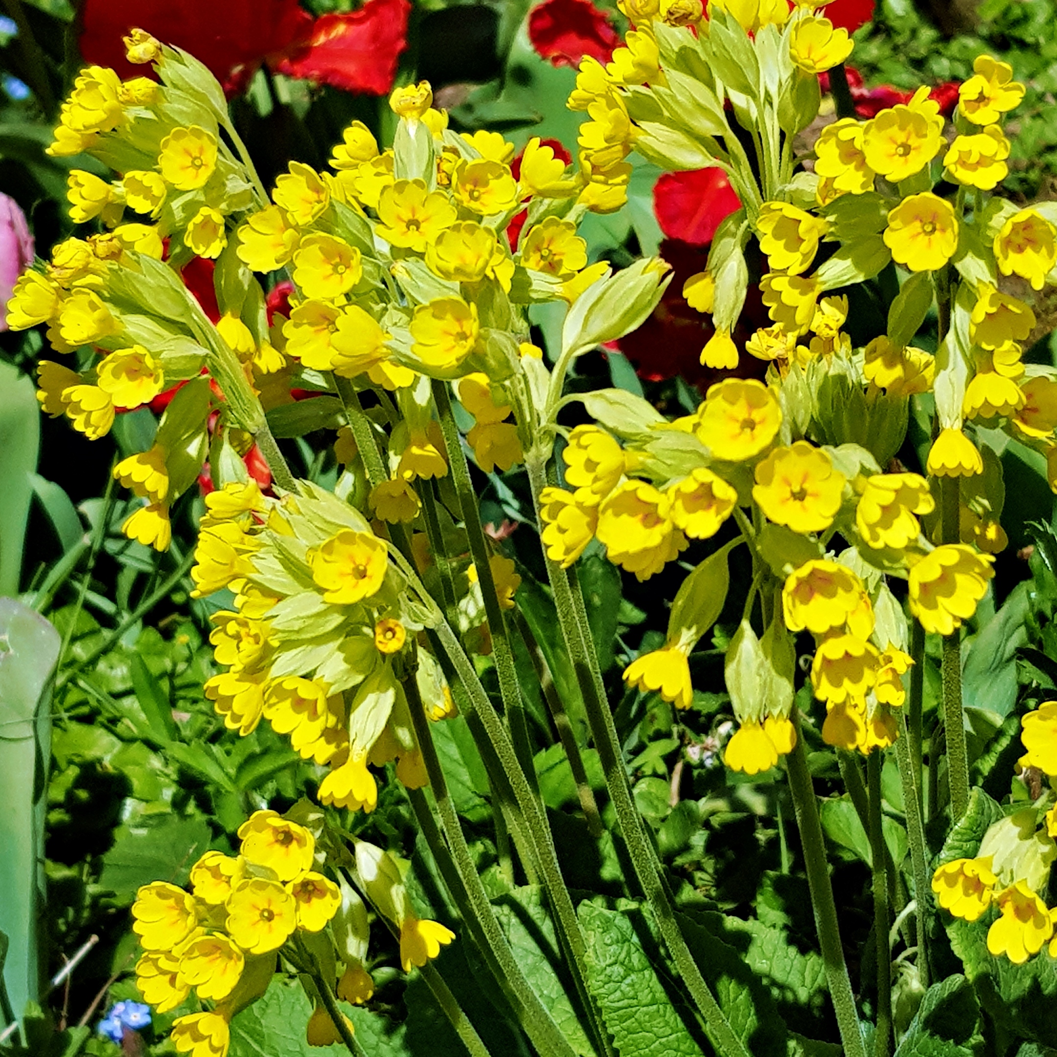gelbe Scxhlüsselblumen, oben sieht man noch rote Tulpen, unten spitzt ein Vergissmeinnicht (c) k-h. gelbe Scxhlüsselblumen, oben sieht man noch rote Tulpen, unten spitzt ein Vergissmeinnicht