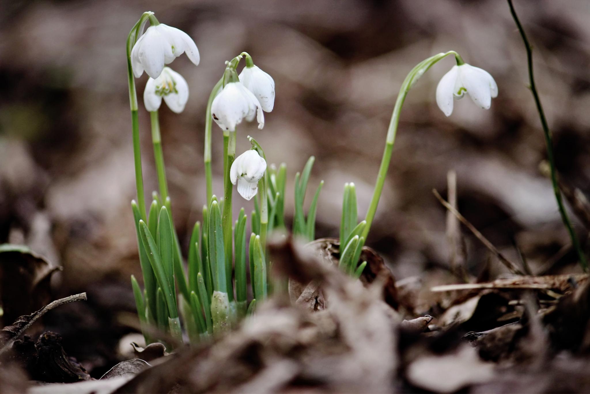 Schneeglöckchen auf Waldboden (c) k-h. Schneeglöckchen auf Waldboden