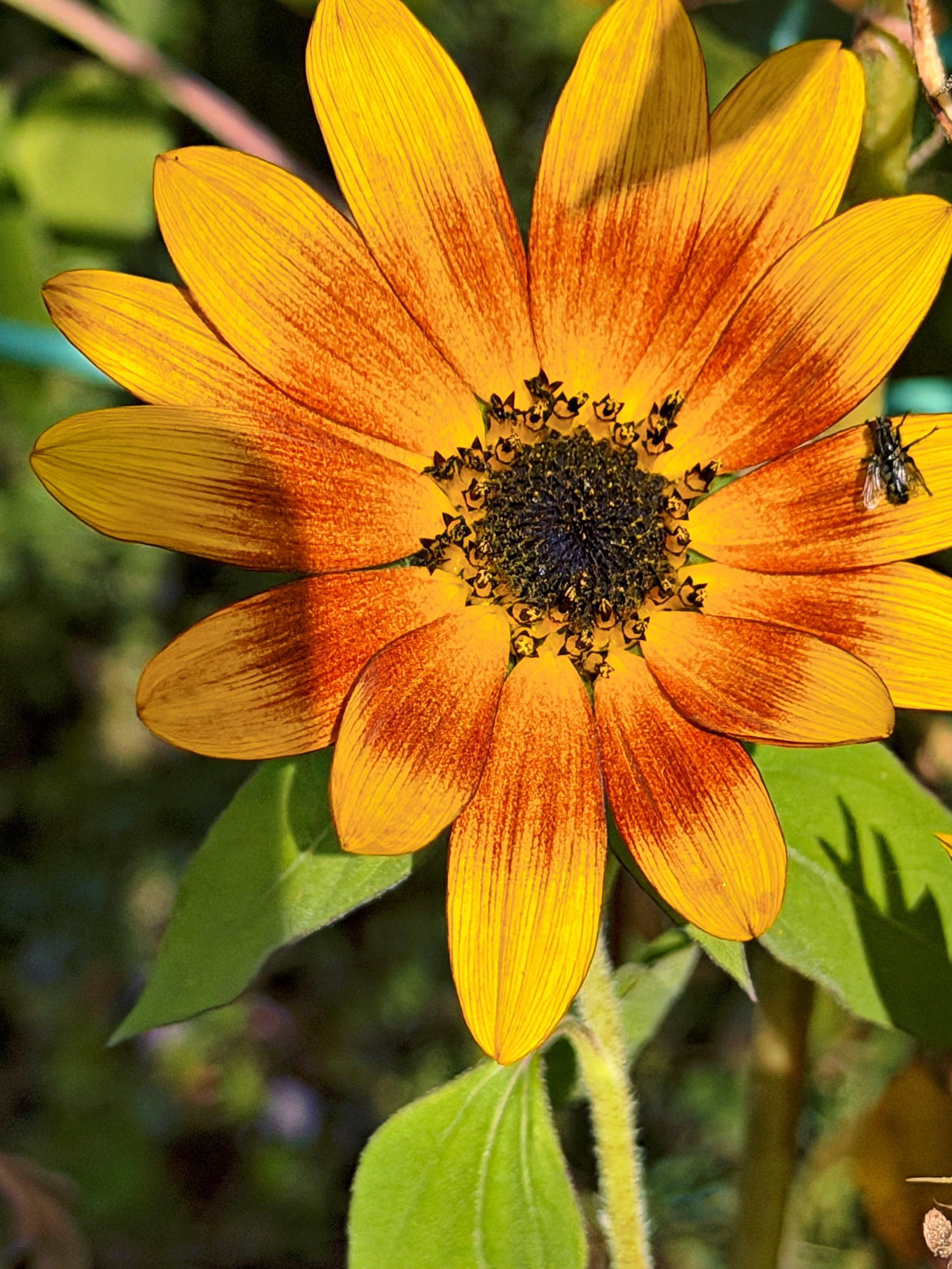 Sonnenblume (bronze bis gelb) (c) k-h. Die Blütenblätter leuchten an den Spitzen in hellem Gelb und gehen zum Zentrum hin in ein warmes Kupfer- oder Bronzerot über.