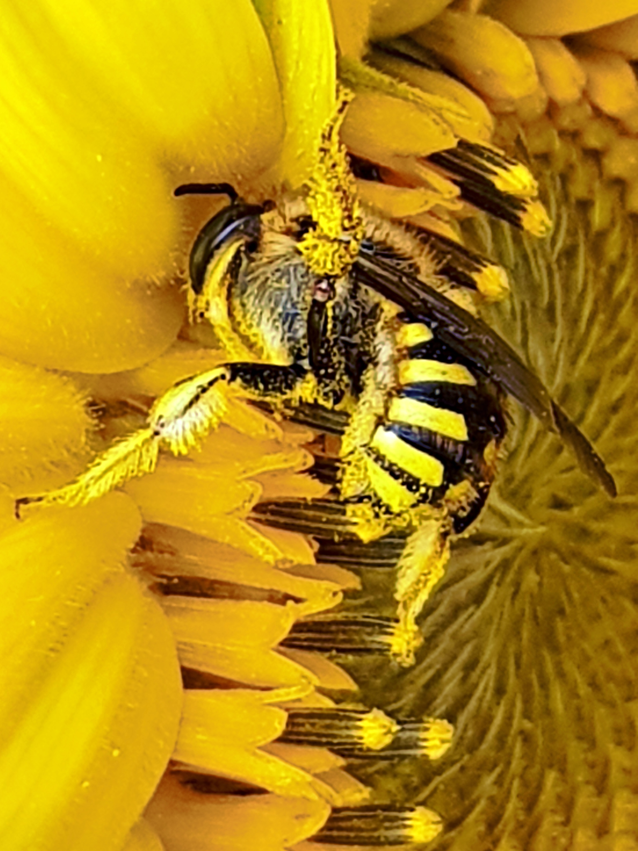 Sonnenblume mit einer Wespe, die voll mit Pollen ist. (c) k-h. Sonnenblume mit einer Wespe, die voll mit Pollen ist.