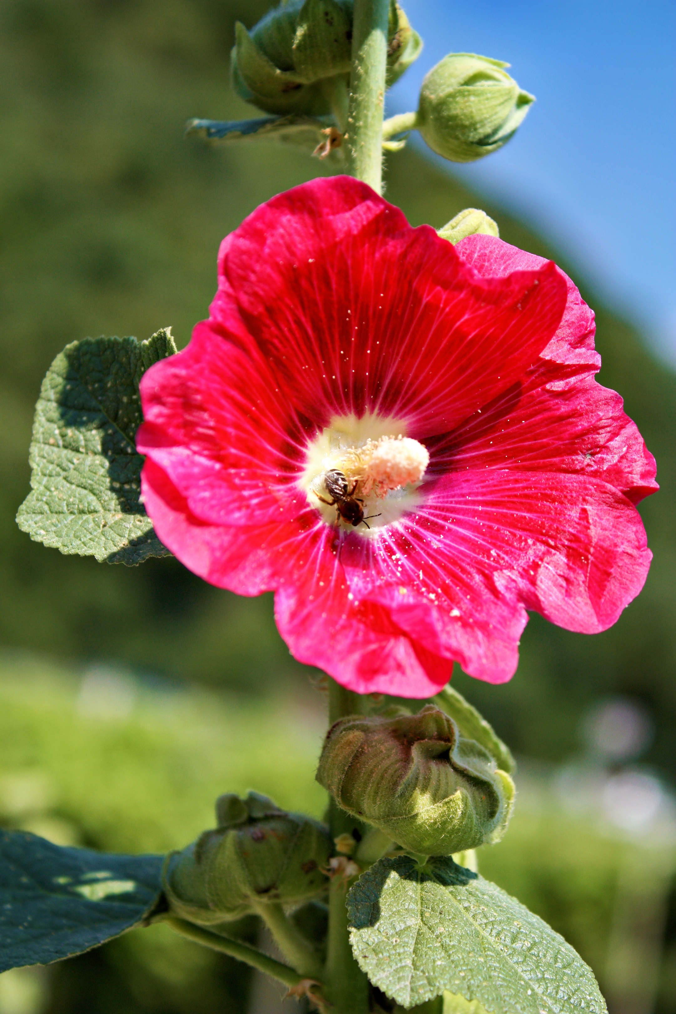 rote trichterförmige Blüte, im Trichter eine Biene (c) k-h. rote trichterförmige Blüte, im Trichter eine Biene