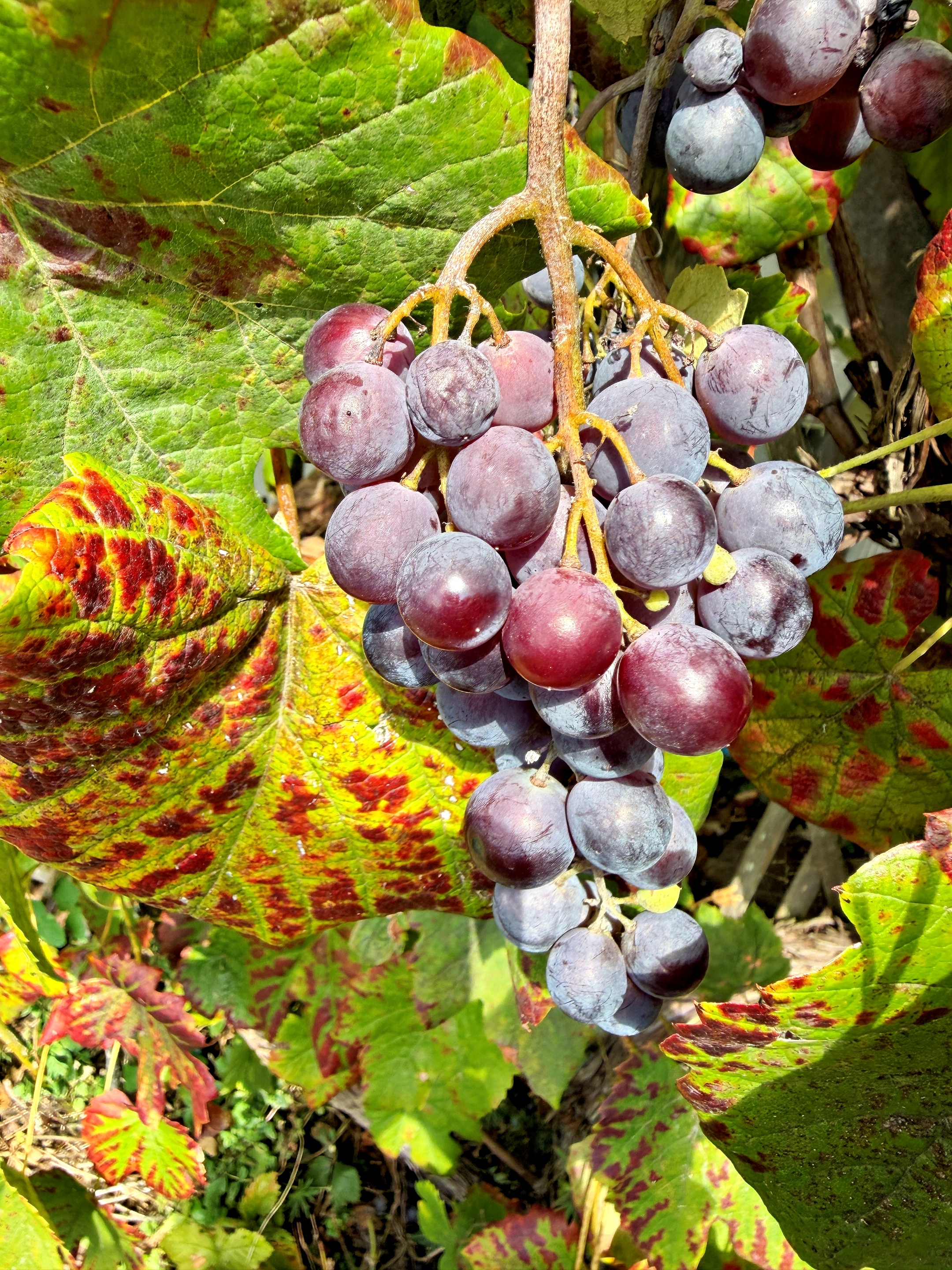 Weintraube rot (c) k-h. rote Weintrauben Reebe mit einem bunt gefärbtren Blatt
