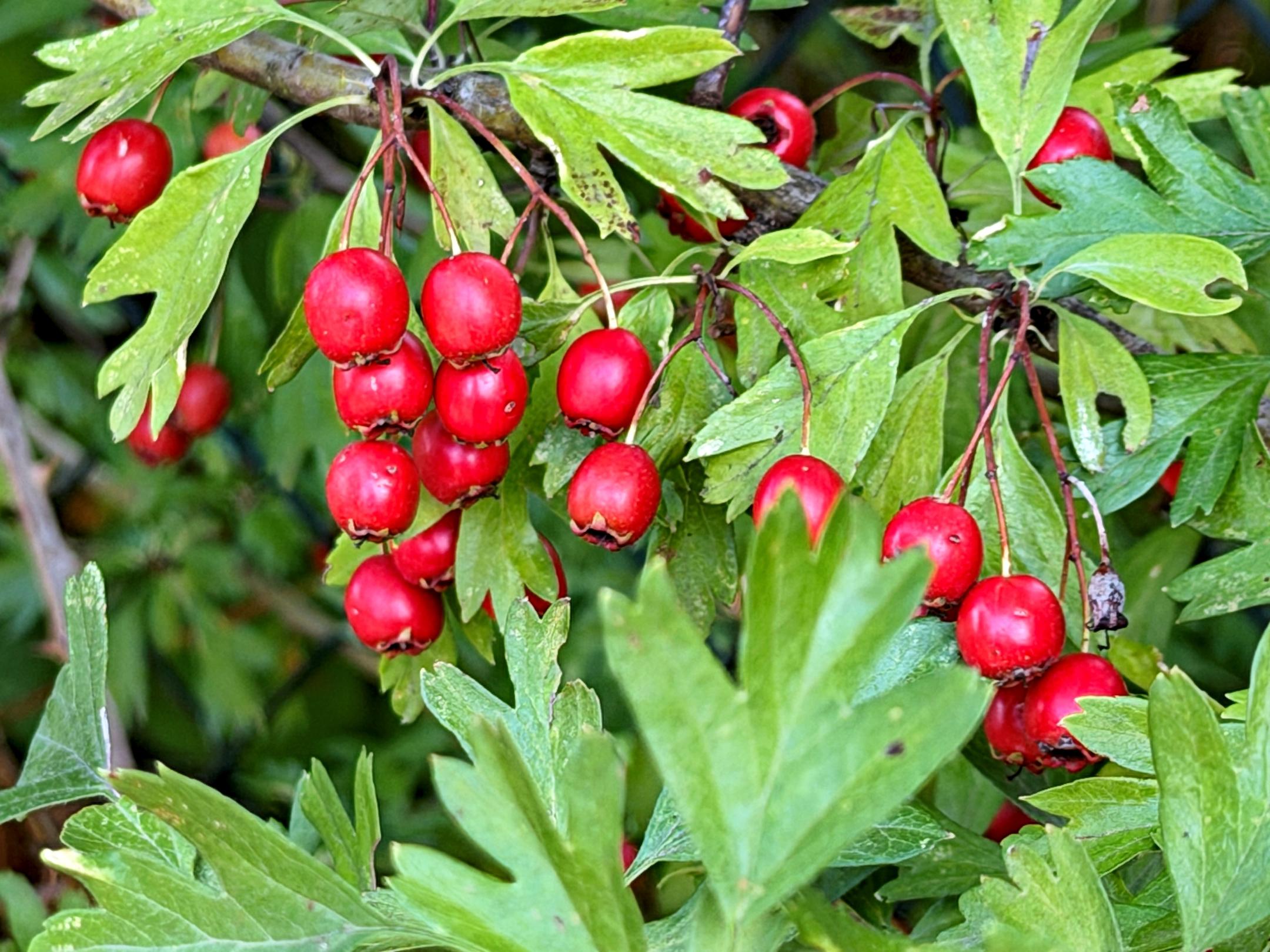 Weißdorn - Frucht (c) k-h. rote Beeren, Frucht des Weißdorns