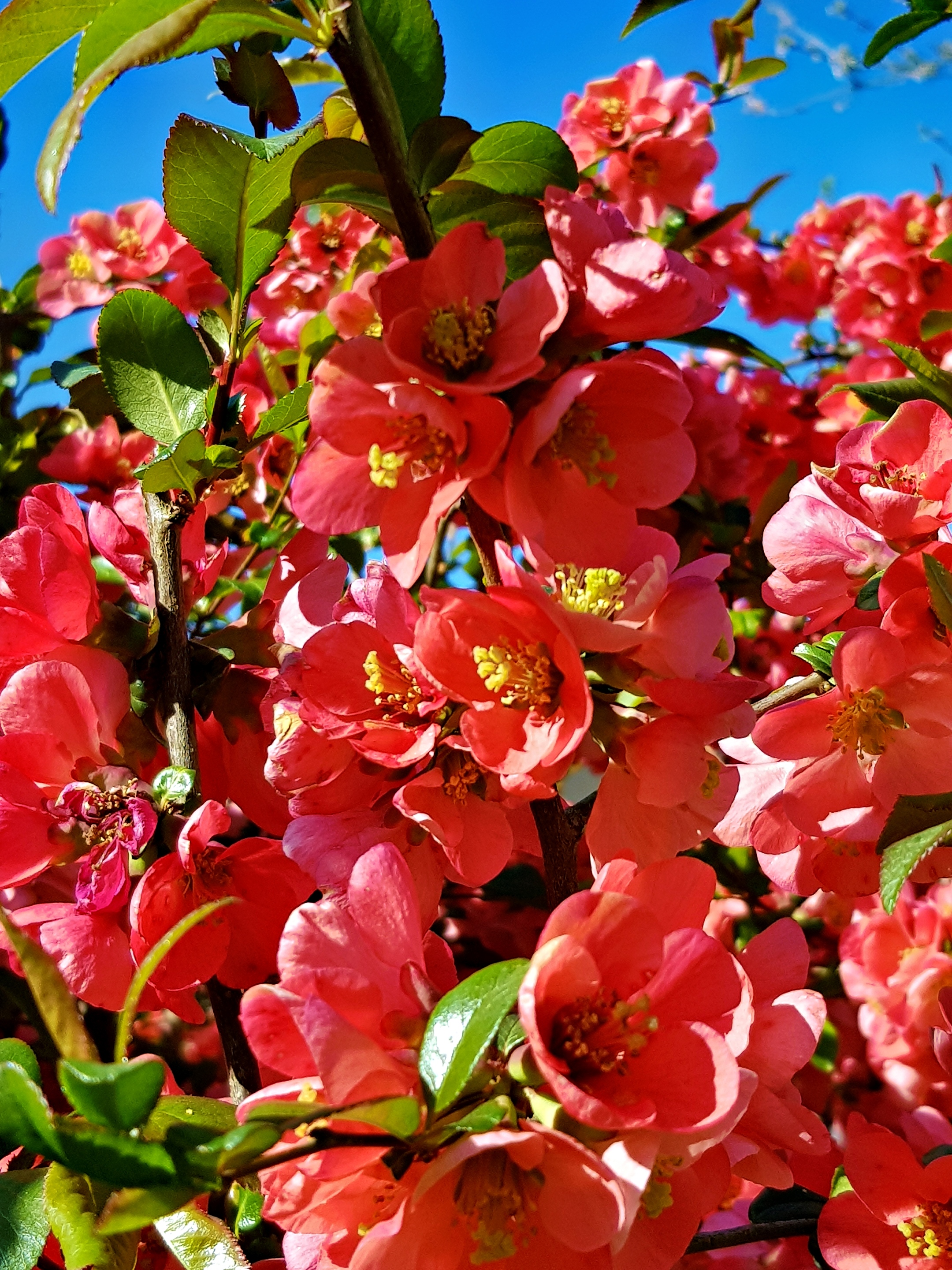 rote Blüten (c) k-h. rote Blüten