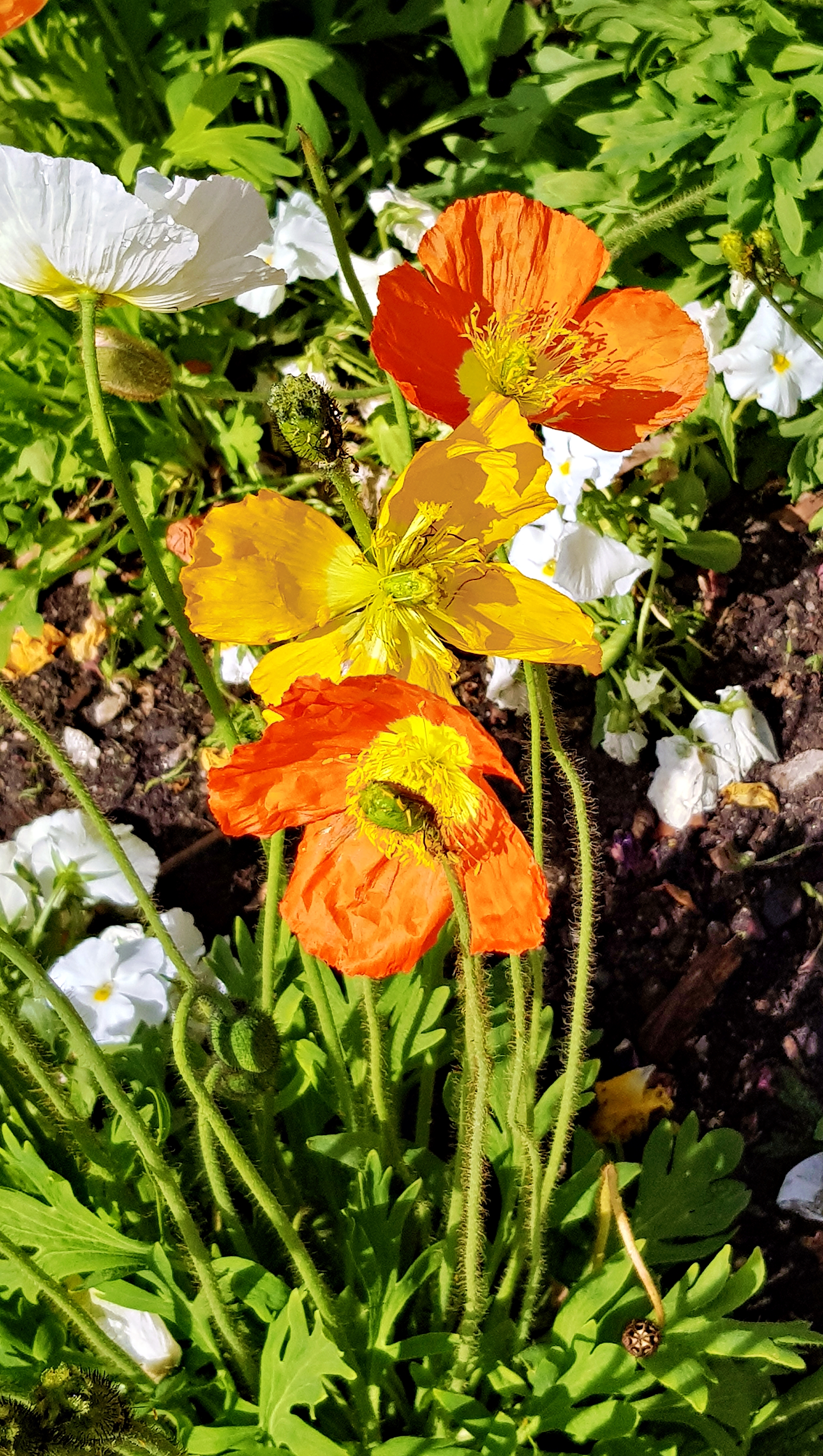 weiße, gelbe und orange Mohnblüten (c) k-h. weiße, gelbe und orange Mohnblüten