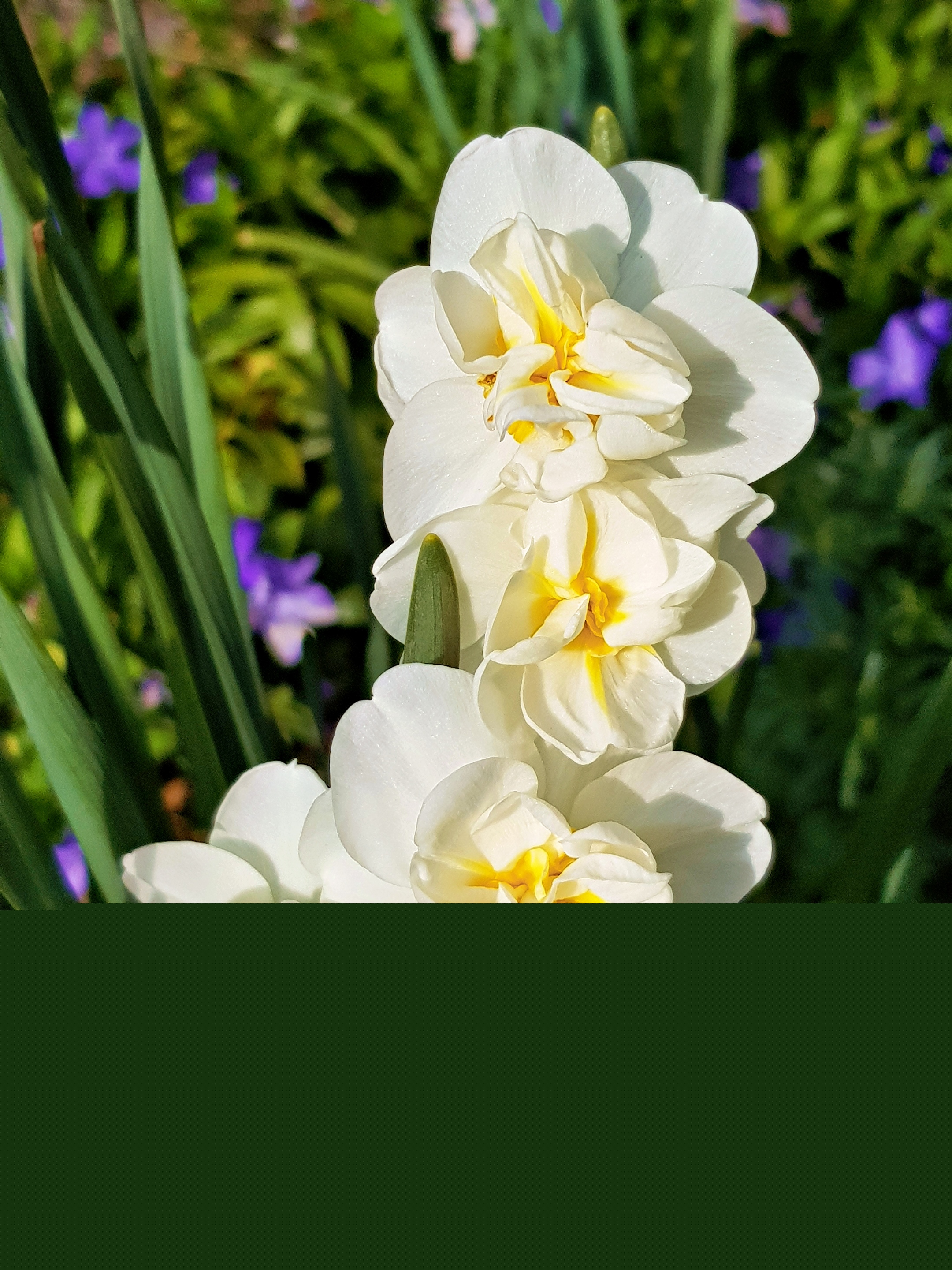 gefüllte weiße Blüten (c) k-h. gefüllte weiße Blüten