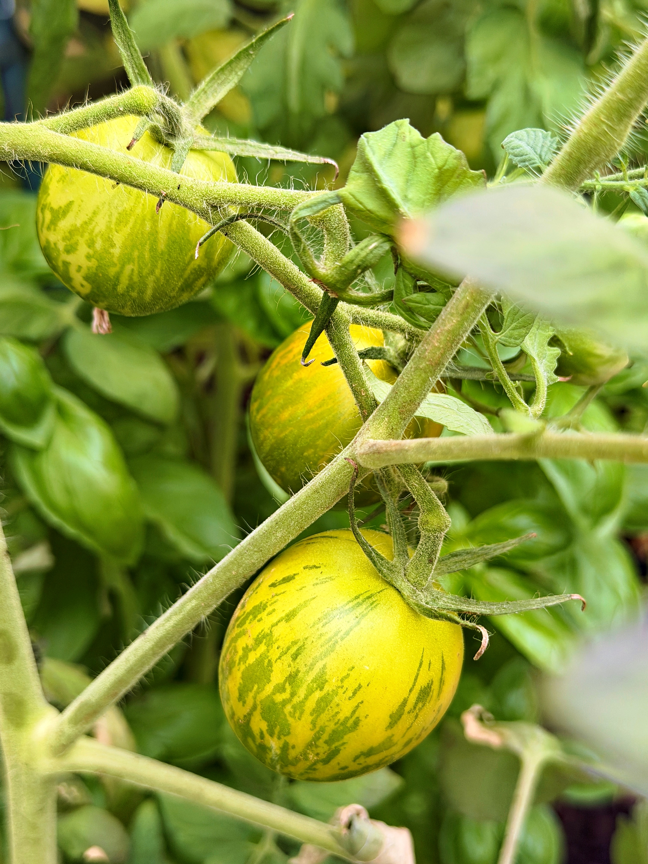 grün-gelbe Tomaten mit grünen Streifen (c) k-h. grün-gelbe Tomaten mit grünen Streifen