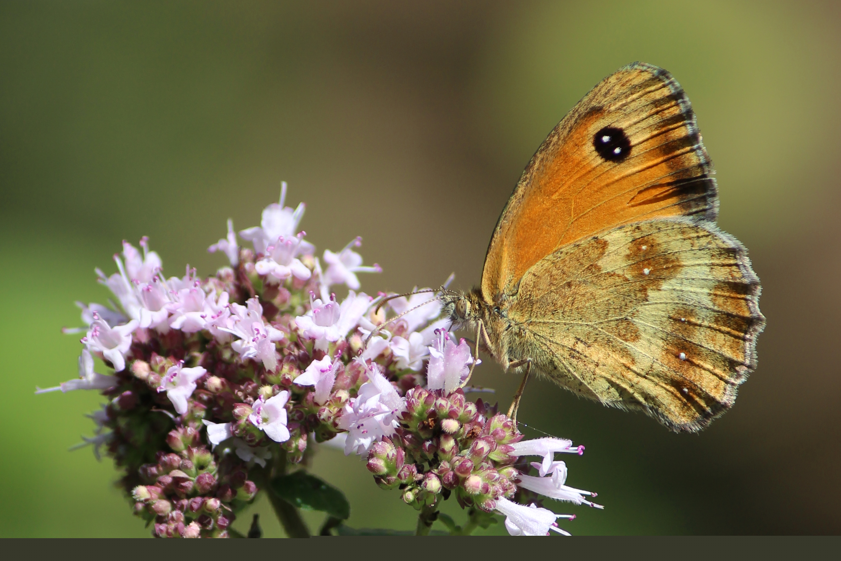 Schmetterling auf Blüten von Dost (c) k-h. Schmetterling auf Blüten von Dost